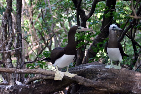 brown boobies have yellow & green feet